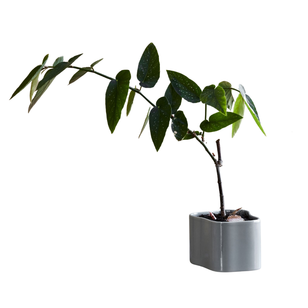 Artek Aalto Planter Pot Grey